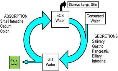 Effect of Feed Intake on Water Consumption in Horses: Relevance to Maintenance Fluid Therapy